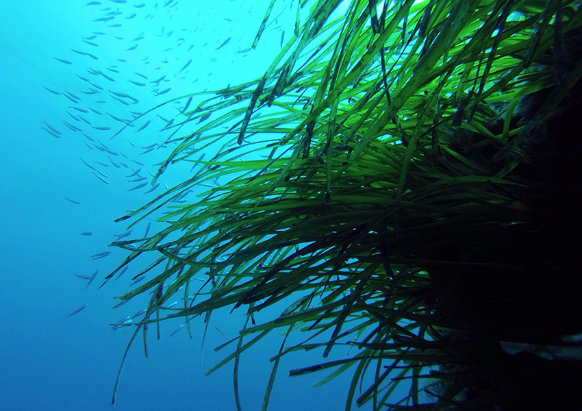 posidonia