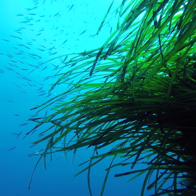 Mediterráneo Bonito