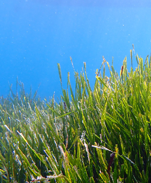 posidonia