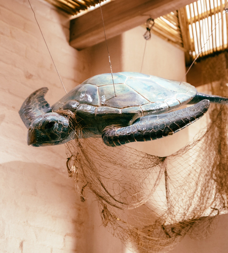 The Loggerhead Turtle Exhibition